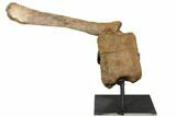 9.8" Hadrosaur (Edmontosaur) Caudal Vertebra - Montana - #129423-1
